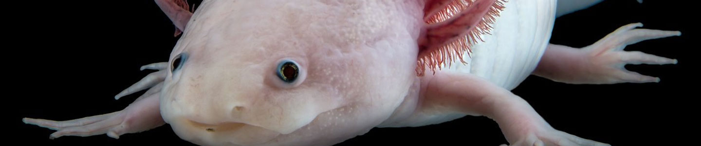 The Largest Genome Ever Decoding The Axolotl Youtube Vrogue Co